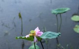 Thanh tao mùa sen đầu hạ
