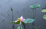 Thanh tao mùa sen đầu hạ