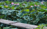 Thanh tao mùa sen đầu hạ