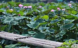 Thanh tao mùa sen đầu hạ