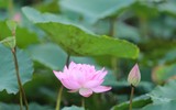 Thanh tao mùa sen đầu hạ