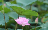 Thanh tao mùa sen đầu hạ