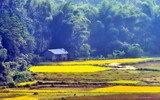 Mùa vàng Phong Nậm 