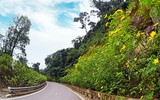 Đến Tản Viên sơn ngắm hoa báo đông
