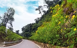 Đến Tản Viên sơn ngắm hoa báo đông