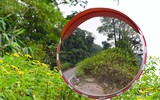 Đến Tản Viên sơn ngắm hoa báo đông