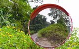 Đến Tản Viên sơn ngắm hoa báo đông