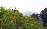 Đến Tản Viên sơn ngắm hoa báo đông