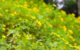 Đến Tản Viên sơn ngắm hoa báo đông