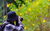Đến Tản Viên sơn ngắm hoa báo đông