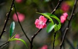 Đào Nhật Tân xuống phố 