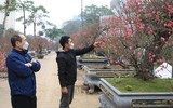 Sắc xuân ngập tràn trên đường phố Hà Nội
