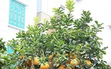 Sắc xuân ngập tràn trên đường phố Hà Nội