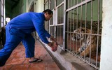Chuyện những người chăm sóc chúa sơn lâm