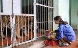 Chuyện những người chăm sóc chúa sơn lâm