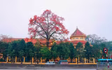Hà Nội mùa hoa gạo 