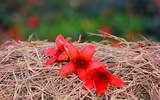 Hà Nội mùa hoa gạo 