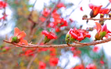 Hà Nội mùa hoa gạo 