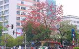 Hà Nội mùa hoa gạo 