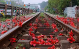 Hà Nội mùa hoa gạo 