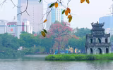 Hà Nội mùa hoa gạo 