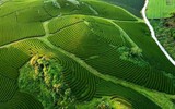 Ngắm đồi chè Mộc Châu từ “mắt đại bàng”