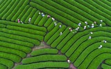 Ngắm đồi chè Mộc Châu từ “mắt đại bàng”