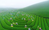 Ngắm đồi chè Mộc Châu từ “mắt đại bàng”