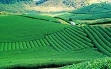 Ngắm đồi chè Mộc Châu từ “mắt đại bàng”