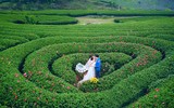 Ngắm đồi chè Mộc Châu từ “mắt đại bàng”