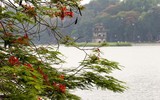 Sắc đỏ hoa phượng tô điểm phố phường Hà Nội 