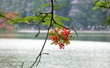 Sắc đỏ hoa phượng tô điểm phố phường Hà Nội 