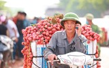 Nhộn nhịp mùa vải thiều 