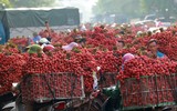 Nhộn nhịp mùa vải thiều 