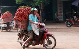 Nhộn nhịp mùa vải thiều 