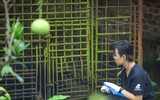 Cứu hộ thành công cá thể gấu tại Hà Nội