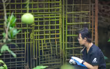 Cứu hộ thành công cá thể gấu tại Hà Nội
