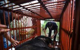 Cứu hộ thành công cá thể gấu tại Hà Nội