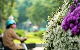 Người Hà Nội háo hức đón mùa “họa mi” xuống phố