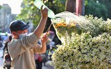 Người Hà Nội háo hức đón mùa “họa mi” xuống phố