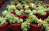 Điểm danh loạt cây cảnh chứa chất độc chết người - Phần 2