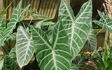 Điểm danh loạt cây cảnh chứa chất độc chết người - Phần 2