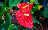 Điểm danh loạt cây cảnh chứa chất độc chết người - Phần 2