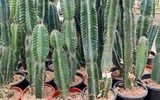 Điểm danh loạt cây cảnh chứa chất độc chết người - Phần 2