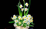 Điểm danh loạt cây cảnh chứa chất độc chết người - Phần 2