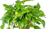 Điểm danh loạt cây cảnh chứa chất độc chết người - Phần 2