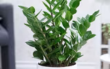 Điểm danh loạt cây cảnh chứa chất độc chết người - Phần 3