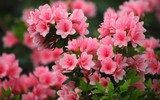 Điểm danh loạt cây cảnh chứa chất độc chết người - Phần 1