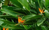 Điểm danh loạt cây cảnh chứa chất độc chết người - Phần 1