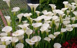 Điểm danh loạt cây cảnh chứa chất độc chết người - Phần 1